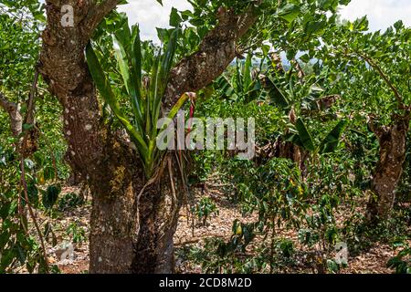 Piantagione di caffè biologico di policultura a Finca Christina, Costa Rica Foto Stock