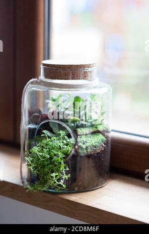 composizione decorativa di succulenti verdi in vetro chiamato foresta in un vaso sul davanzale in legno Foto Stock