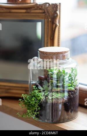 composizione decorativa di succulenti verdi in vetro chiamato foresta in un vaso sul davanzale in legno Foto Stock