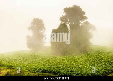 Coltivazione di patate sulle colline vicino a Pacayas, Costa Rica Foto Stock