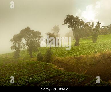 Coltivazione di patate sulle colline vicino a Pacayas, Costa Rica Foto Stock