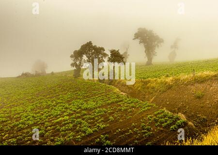 Coltivazione di patate sulle colline vicino a Pacayas, Costa Rica Foto Stock