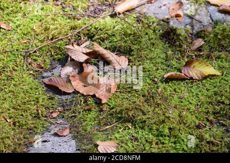 foglie d'autunno sul muschio Foto Stock