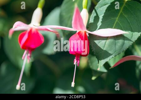 FUSCHIA ROSA Foto Stock