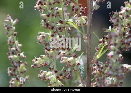 Beifuß, blühend, Blüte, Blüten, Blütenstand, Gewöhnlicher Beifuß, Beifuss, Artemisia vulgaris, Mugwort, comune wormwood, wormwood selvatico, wormwood. L’Ar Foto Stock