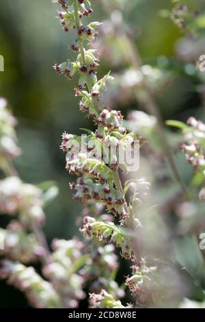 Beifuß, blühend, Blüte, Blüten, Blütenstand, Gewöhnlicher Beifuß, Beifuss, Artemisia vulgaris, Mugwort, comune wormwood, wormwood selvatico, wormwood. L’Ar Foto Stock