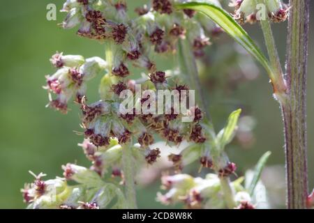 Beifuß, blühend, Blüte, Blüten, Blütenstand, Gewöhnlicher Beifuß, Beifuss, Artemisia vulgaris, Mugwort, comune wormwood, wormwood selvatico, wormwood. L’Ar Foto Stock