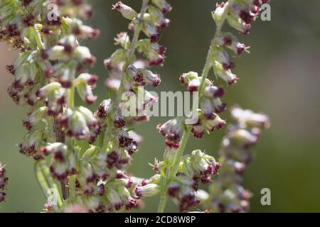 Beifuß, blühend, Blüte, Blüten, Blütenstand, Gewöhnlicher Beifuß, Beifuss, Artemisia vulgaris, Mugwort, comune wormwood, wormwood selvatico, wormwood. L’Ar Foto Stock