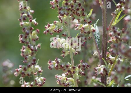 Beifuß, blühend, Blüte, Blüten, Blütenstand, Gewöhnlicher Beifuß, Beifuss, Artemisia vulgaris, Mugwort, comune wormwood, wormwood selvatico, wormwood. L’Ar Foto Stock