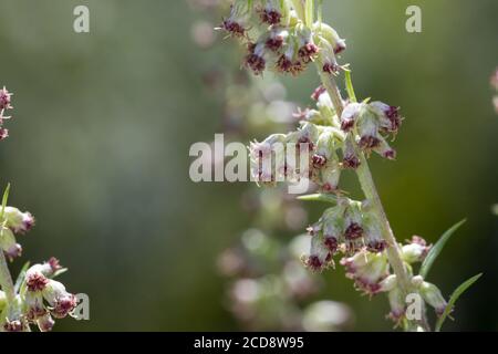 Beifuß, blühend, Blüte, Blüten, Blütenstand, Gewöhnlicher Beifuß, Beifuss, Artemisia vulgaris, Mugwort, comune wormwood, wormwood selvatico, wormwood. L’Ar Foto Stock