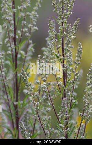 Beifuß, Gewöhnlicher Beifuß, Beifuss, Artemisia vulgaris, Mugwort, comune wormwood, wormwood selvatico, wormwood. Comune l’Armoise, l’Armoise citronnelle Foto Stock