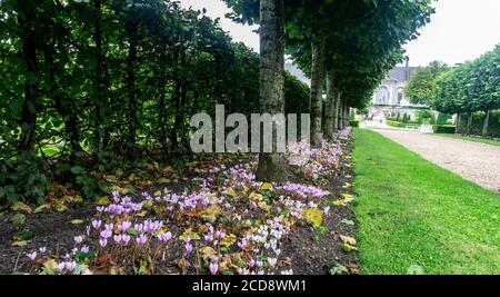 Un confine di fiori di ciclamino lungo un viale di ciottoli a Dublino, Irlanda. Foto Stock