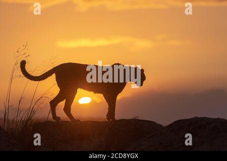 Ghepardo (Acinonyx jubatus), avviene in Africa, adulti al tramonto, captive Foto Stock