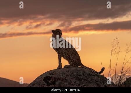 Ghepardo (Acinonyx jubatus), avviene in Africa, adulti al tramonto, captive Foto Stock