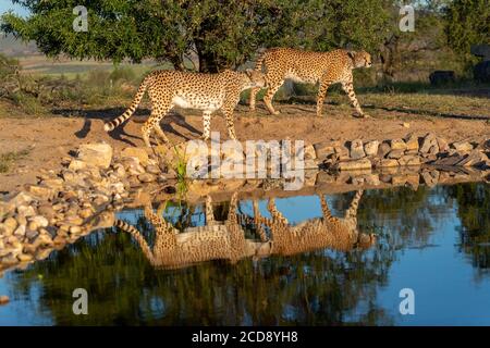 Il ghepardo (Acinonyx jubatus), si verifica in Africa, camminando in savana, di fronte ad un buco artificiale d'acqua, riflesso, prigioniero Foto Stock