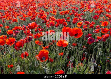 Spagna, papavero comune (Papaver rhoeas), mattina Foto Stock