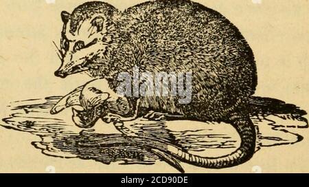 . Scene selvagge della vita di un cacciatore; . tempo pegno, o finché si sente qualsiasi rumore indicativo di pericolo, l'opossum si dispiega lentamente, e strisciando come closelyas possibile sul terreno fain sneak ofl^unpercei ved. Upona gridò o gridò in qualsiasi tono dal suo persecutore, rinnova immediatamente il suo atteggiamento e la sua immobilità simili alla morte. Se poi si avvicinò, si mosse o maneggiato, è ancora apparentemente morto, e potrebbe ingannare chiunque non abituato alle sue azioni. Questo feigning è ripetuto aafrequently poichè l'occasione gli è permessa di tentare di fuggire ed è conosciuto così bene alla gente del paese Foto Stock