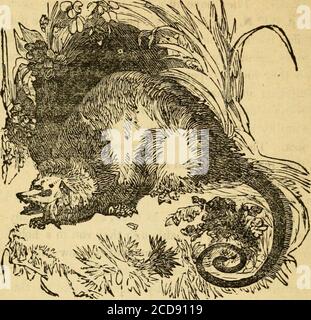 . Scene selvagge della vita di un cacciatore; . a?6 AVVENTURE DI CACCIA.. L'OPOSSUM. CAPITOLO LXI. CACCIA AL CASTORO E OPOSSUM. URANDO la maggior parte del«tempo dall'insediamento di Ame-rica da parte degli europei, il Beaverhas è stato un preferito cacciatori di oggetti. L'aspetto generale del Beaver è quello di un ratto molto grande. Ma la maggiore dimensione del castoro, lo spessore e la larghezza della sua testa, e la sua hori-zontally appiattita, ampia e scariltea, rendono impossibile confonderla con qualsiasi altra creatura che sia stata esaminata. Nei suoi movimenti sia a riva che in acqua, assomiglia molto anche al m. Foto Stock