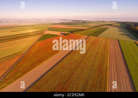 Francia, Somme, Baia della Somme, Saint-Valery-sur-Somme, i campi di papaveri tra Saint-Valery-sur-Somme e Pend? sono diventati una vera attrazione turistica e molte persone vengono a fotografare lì (vista aerea) Foto Stock