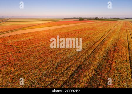 Francia, Somme, Baia della Somme, Saint-Valery-sur-Somme, i campi di papaveri tra Saint-Valery-sur-Somme e Pend? sono diventati una vera attrazione turistica e molte persone vengono a fotografare lì (vista aerea) Foto Stock