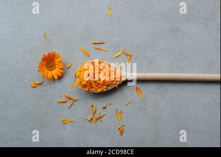 Calendula officinalis fiori e petali che si preparano per l'essiccazione. Erba medicinale. Sfondo floreale.immagine per decorazione di design. Disposizione piatta, orizzontale. Foto Stock