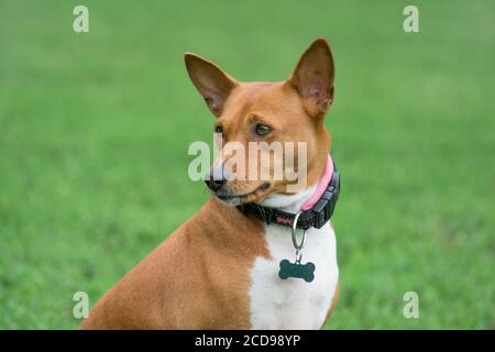Ritratto di cane da cespuglio africano o basenji. Giovane animale. Primo piano. Animali domestici. Cane purebred. Foto Stock
