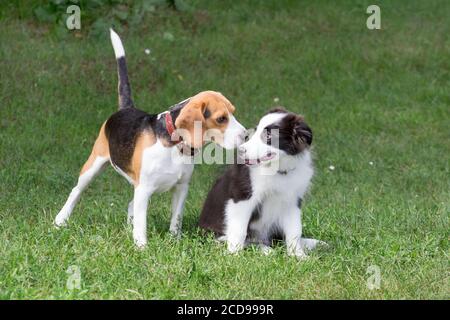 Carino cucciolo di collie di confine e cucciolo di aquila inglese giocano su un'erba verde nel parco estivo. Animali domestici. Cane purebred. Foto Stock