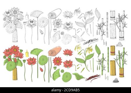 Collezione disegnata a mano di fiori di loto e vaniglia clipart. Elementi di design floreali. Isolato su sfondo bianco. Vettore Illustrazione Vettoriale