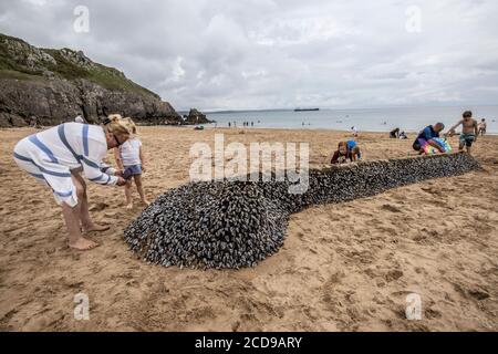 I barnacles dell'oca attaccati ad un vecchio albero si sono arenati a Barafundle Bay lungo il percorso costiero del Galles occidentale a Pembrokeshire, Regno Unito Foto Stock