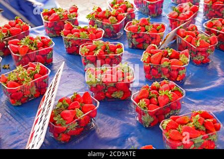 Fragole in fusto di plastica su sfondo blu in vendita in un mercato Foto Stock