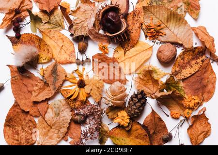 Foglie secche gialle, ghiande, fiori, castagne. Sfondo autunno naturale Foto Stock
