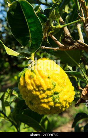 Francia, Haute Corse, pianura orientale, la coltivazione del cedro è di nuovo un'attività agricola in via di sviluppo, qui raccogliendo frutti quando sono verdi Foto Stock