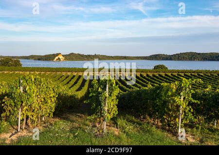 Francia, Haute Corse, Aleria, pianura orientale, intorno allo stagno di Diana le uve del vigneto ha raggiunto la maturità poco prima della vendemmia Foto Stock