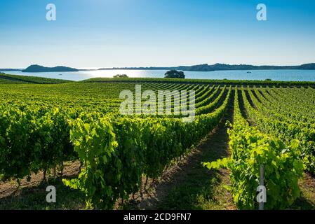 Francia, Haute Corse, Aleria, pianura orientale, il vigneto intorno allo stagno di Diana Foto Stock