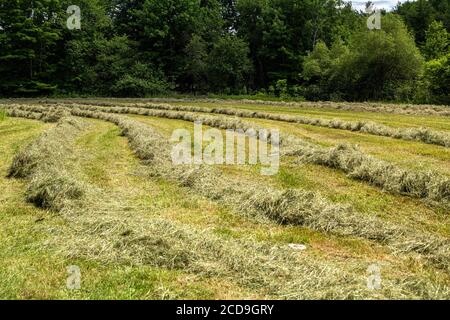 Recentemente falciato campo di fieno presso la William Cullen Bryant Homestaed Foto Stock