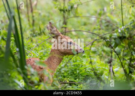 Capriolo Capreolus capreolus femmina femmina femmina femmina femmina femmina femmina femmina femmina che riposa in sottobosco ha grandi orecchie nero naso marrone rossastro pelliccia. Il più piccolo dei nostri due cervi nativi nel Regno Unito. Foto Stock