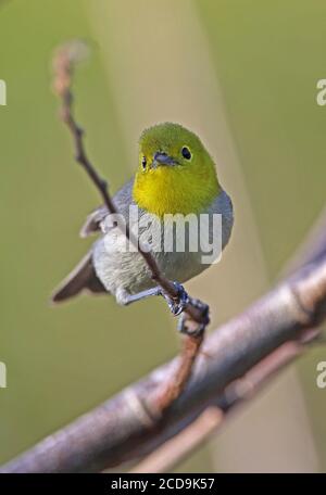 Warbler a testa gialla (Teretistris fernandinae) maschio adulto appollaiato su twig, penisola cubana endemica di Zapata, Cuba Marzo Foto Stock