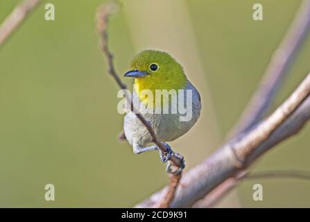 Warbler a testa gialla (Teretistris fernandinae) maschio adulto appollaiato su twig, penisola cubana endemica di Zapata, Cuba Marzo Foto Stock