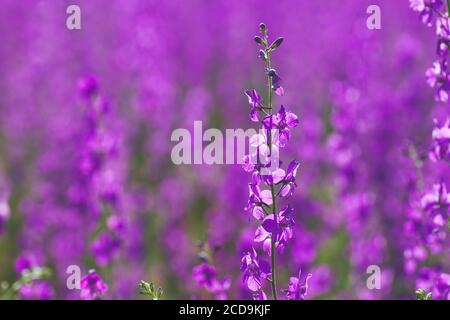 Consolida Ajacis fiori viola Foto Stock