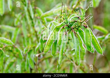 Ginestra (cytisus scoparius), primo piano dei semi dell'arbusto. Foto Stock