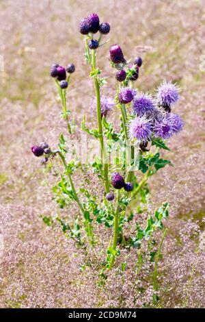 Il Thistle strisciante (cirsium arvense), primo piano che mostra una pianta solitaria fiorente che cresce attraverso un mare di erba fiorita. Foto Stock