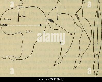 . Annales des sciences naturelles . e lanatomie générale du viscère, montra très nettement laparation existant entre la longueur de laccolement Dum pont » et la situation rispettivi des deux cavités. Chez leKob, laccolement comprend à lui seul la totalité de ce« pont » ; Tandis que chez le Renne, il nexiste pour ainsi diré (1) J. A. Cordier, sur lanatomie comparée du feuillet de la caillcllc dans laféerie des ruminants {Comptes rendus hebdomadaires des séances de lAcadémiedes scienccSf^^^ sem. I892, pag. 744). 86 J. A. CORDIER. PAS. Jai pensé quune figure schématique serait de beau-coup préférabl Foto Stock