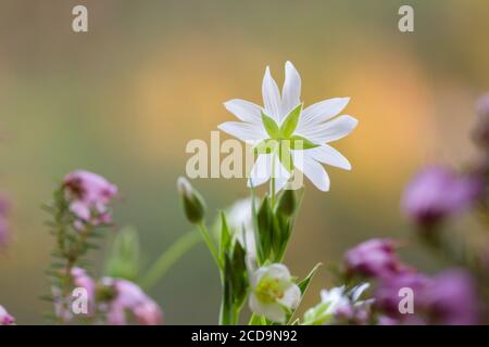 Wild più grande cucitchwort fiori bianchi fioritura Foto Stock