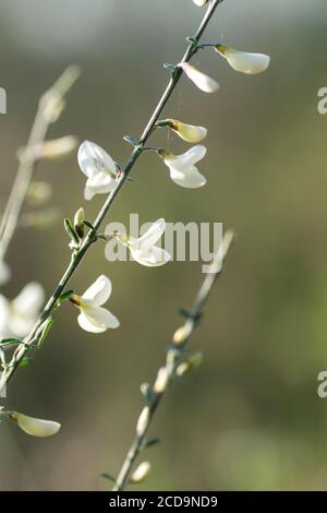 Particolare di Cytisus multiflorus fiori selvatici fioritura Foto Stock