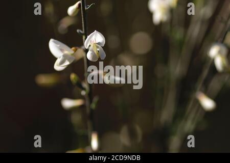 Fiori bianchi di Cytisus multiflorus in fiore Foto Stock