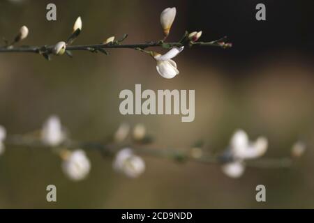 Particolare dei fiori in fiore di cytisus multiflorus Foto Stock