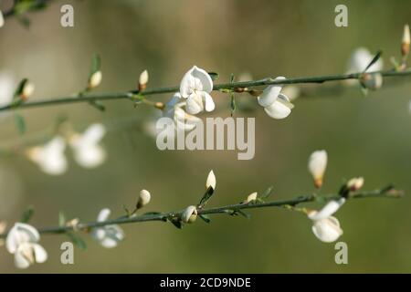 I fiori bianchi di citisus multiflorus pea-like fioriscono in primavera Foto Stock