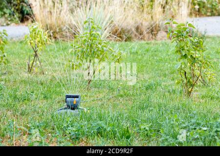 Getti d'acqua da un'irroratrice funzionante innaffiato alberi giovani, arbusti secchi e il prato nel giardino giovane, spazio copia. Foto Stock