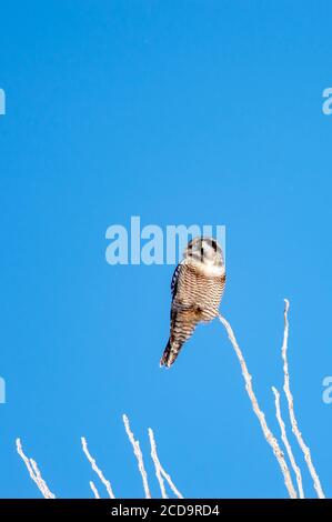 Northern Hawk in Québec, Canada Foto Stock