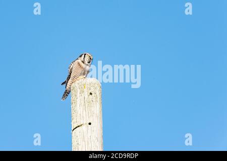 Northern Hawk in Québec, Canada Foto Stock